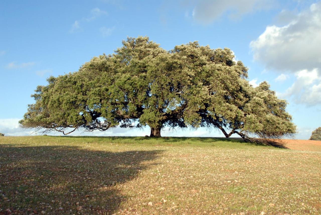 הוילה Alcaria Ruiva Casa Da Aldeia II מראה חיצוני תמונה