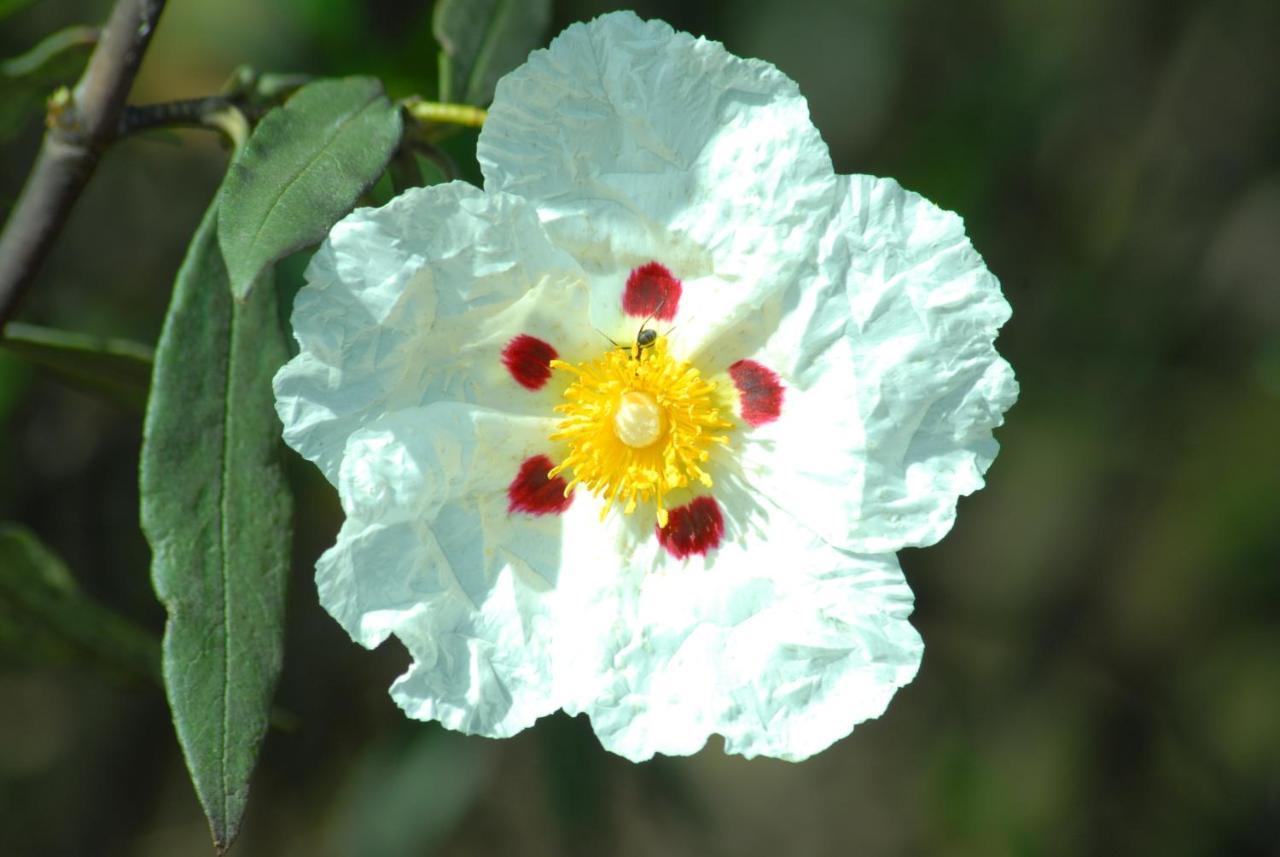 הוילה Alcaria Ruiva Casa Da Aldeia II מראה חיצוני תמונה