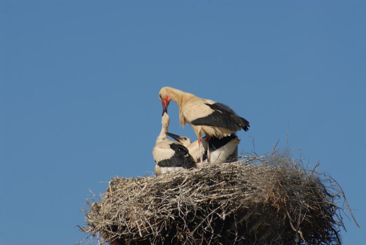 הוילה Alcaria Ruiva Casa Da Aldeia II מראה חיצוני תמונה